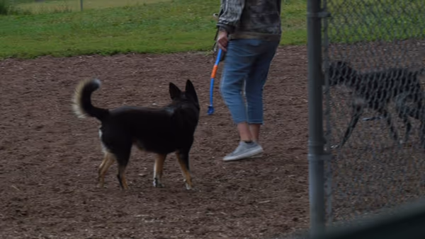 Dog Park at Bassett Creek Park photo 1